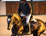CAletto della Verdina TosTour2013- S5 3164 : Arezzo, Arezzo Equestrian Centre, Caletto della Verdina, Cavalli d'Italia, Toscana Tour 2013, foto di Stefano Secchi ©